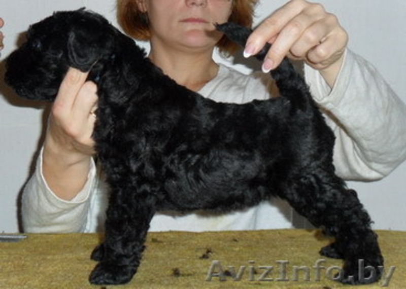 керри=блю-терьер - Изображение #7, Объявление #787448