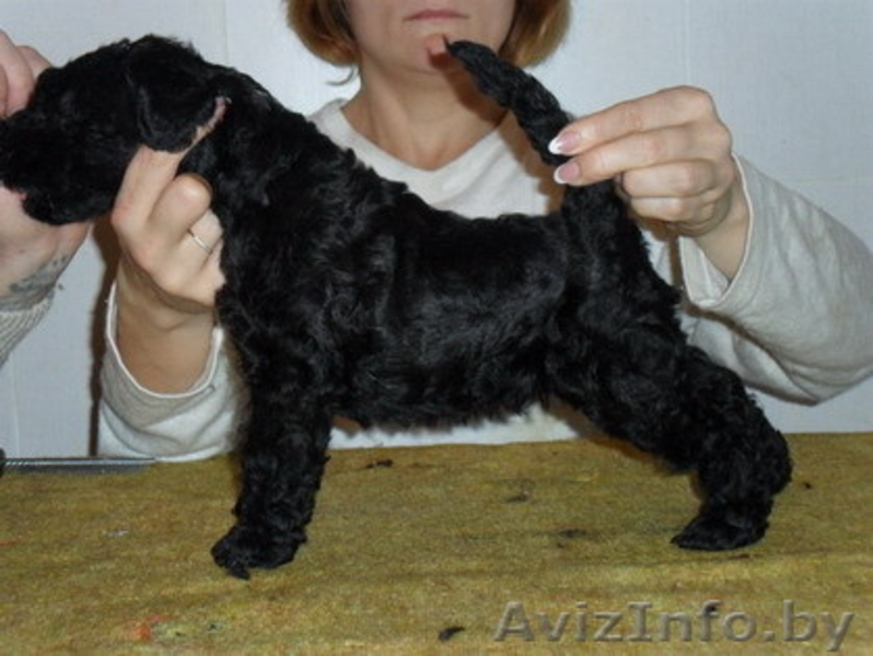 керри=блю-терьер - Изображение #5, Объявление #787448