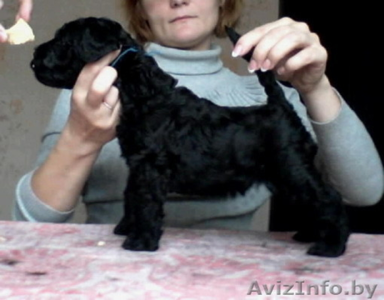 керри=блю-терьер - Изображение #4, Объявление #787448