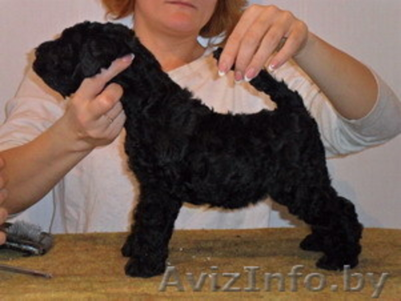 керри=блю-терьер - Изображение #8, Объявление #787448