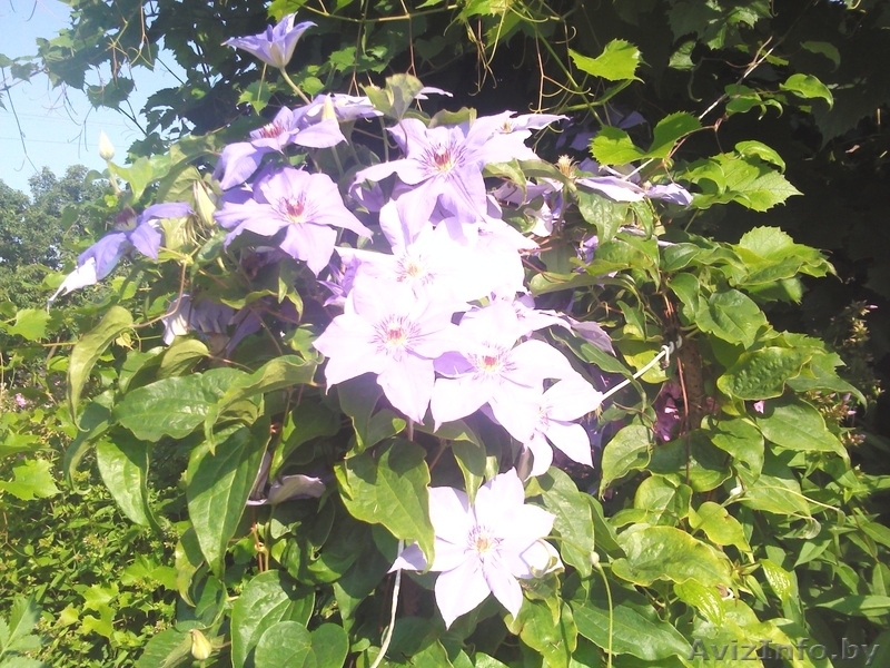 Продам дачу в кооперативе Горняк-3, 15 км от Солигорска - Изображение #9, Объявление #775326