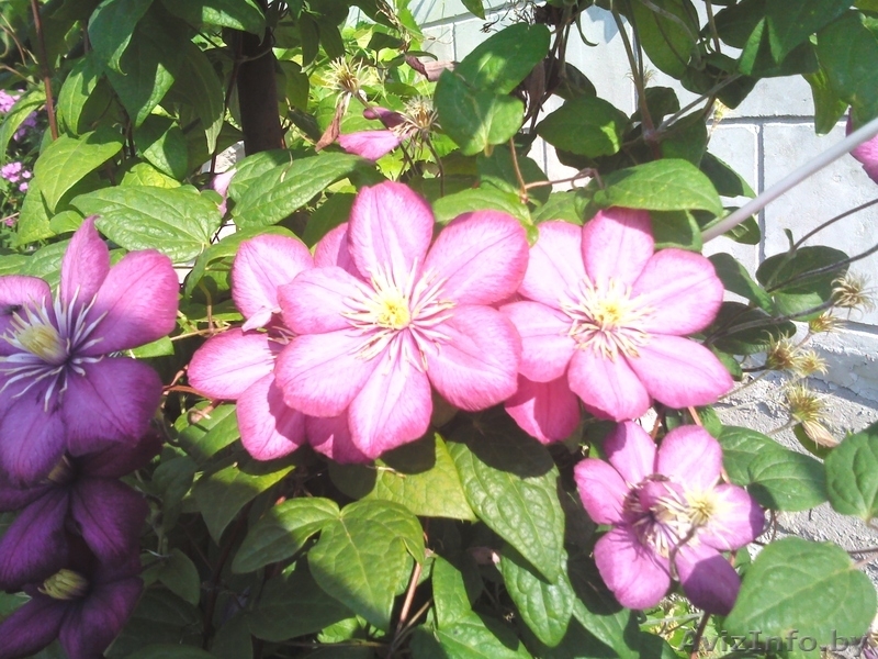 Продам дачу в кооперативе Горняк-3, 15 км от Солигорска - Изображение #7, Объявление #775326