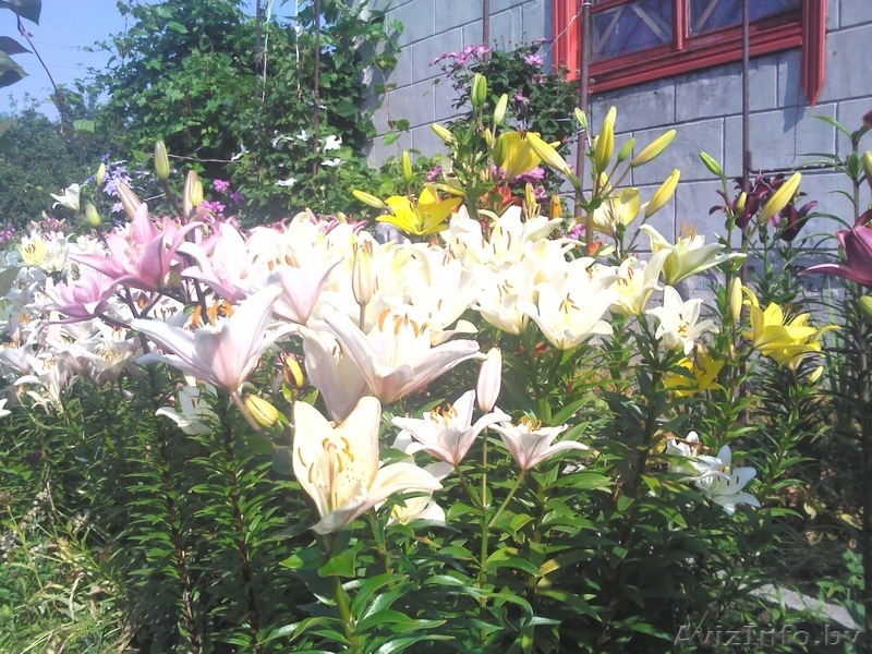 Продам дачу в кооперативе Горняк-3, 15 км от Солигорска - Изображение #8, Объявление #775326