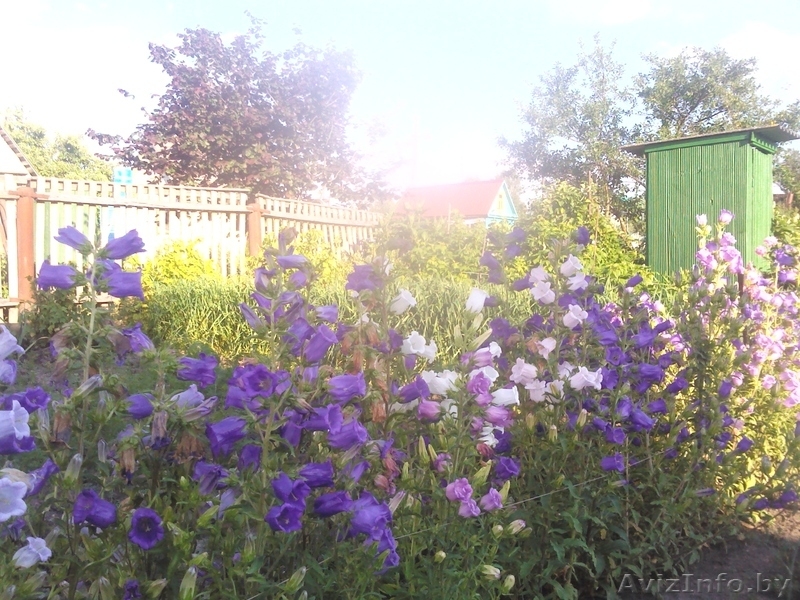 Продам дачу в кооперативе Горняк-3, 15 км от Солигорска - Изображение #6, Объявление #775326