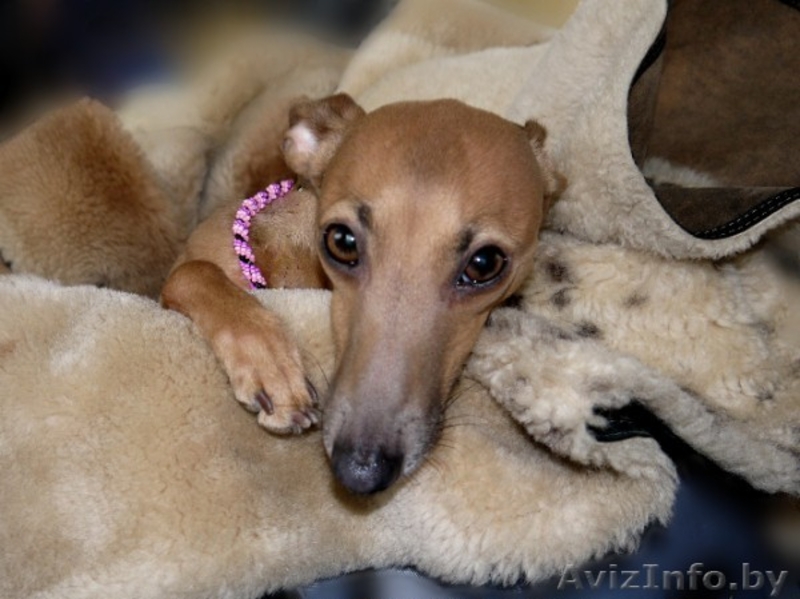 Левретка (Малая итальянская борзая) - Изображение #1, Объявление #952166