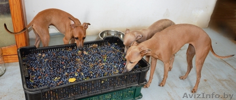 Левретка (Малая итальянская борзая) - Изображение #6, Объявление #952166