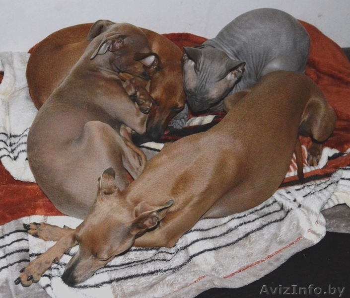 Левретка (Малая итальянская борзая) - Изображение #7, Объявление #952166