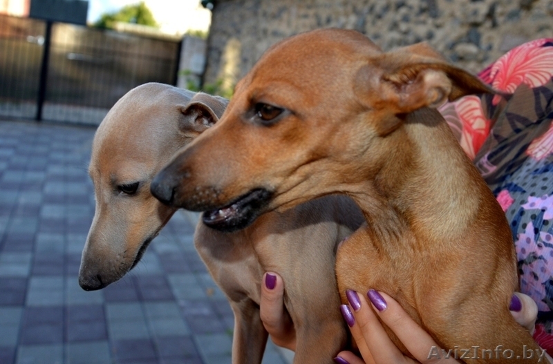 Левретка (Малая итальянская борзая) - Изображение #3, Объявление #952166