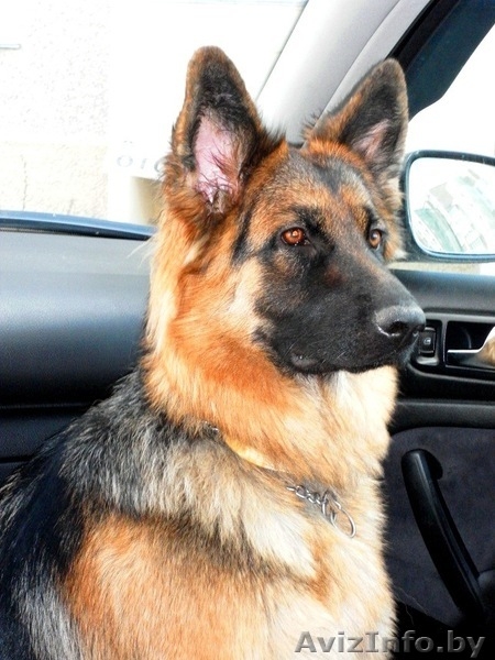 Продам щенков немецкой овчарки, срочно, дёшево!!! - Изображение #3, Объявление #979304