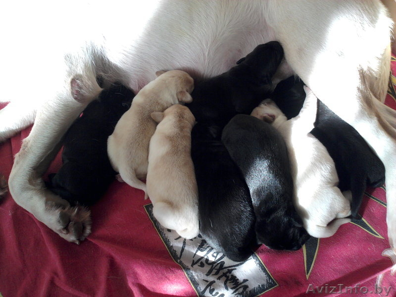 Щенки лабрадора. Черные и палевые. Родители Чемпионы! - Изображение #2, Объявление #987507