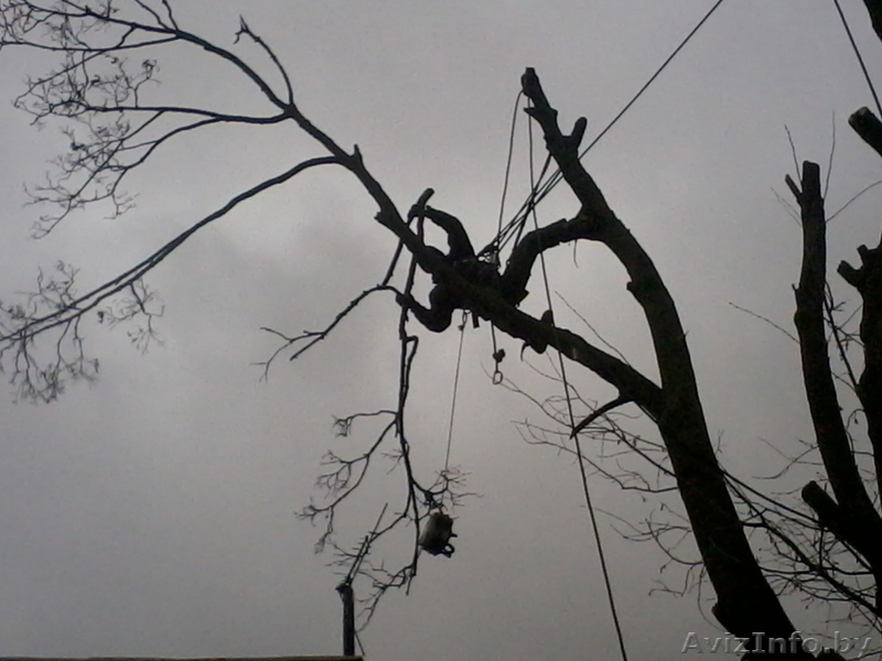 Спилить аварийное, старое, сухое, большого диаметра дерево угрожающее зданию. - Изображение #1, Объявление #993446