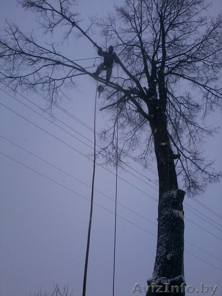 Спилить аварийное, старое, сухое, большого диаметра дерево угрожающее зданию. - Изображение #5, Объявление #993446