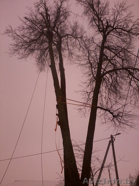 Спилить аварийное, старое, сухое, большого диаметра дерево угрожающее зданию. - Изображение #6, Объявление #993446