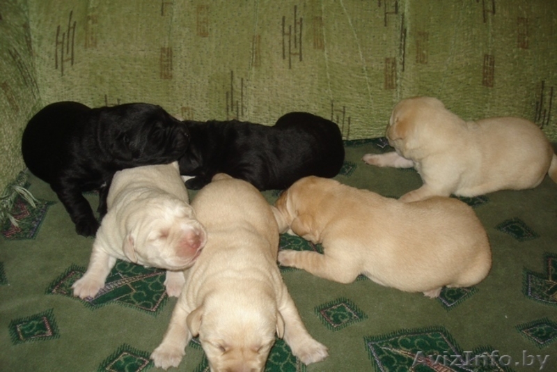 Лабрадор-ретривер щенки - Изображение #1, Объявление #1018891