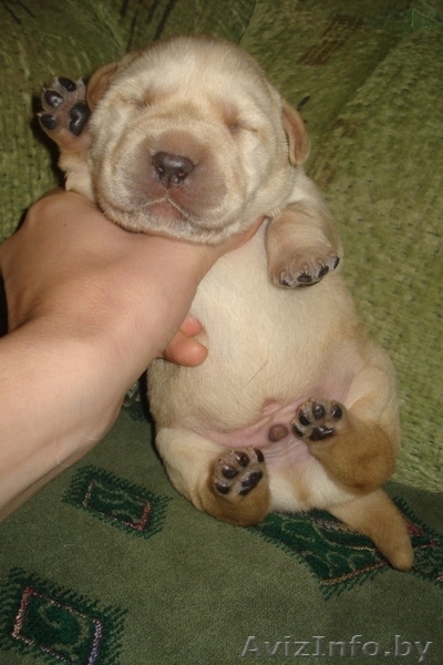 Лабрадор-ретривер щенки - Изображение #2, Объявление #1018891