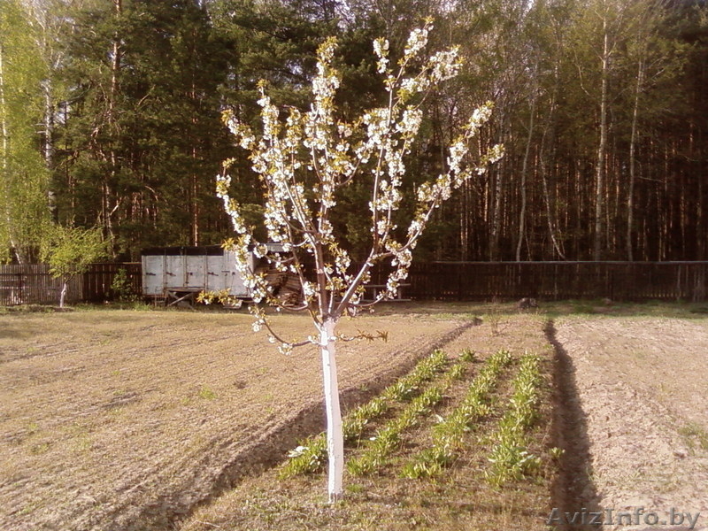 Продам участок в Тычинах с постройками  - Изображение #2, Объявление #1032390