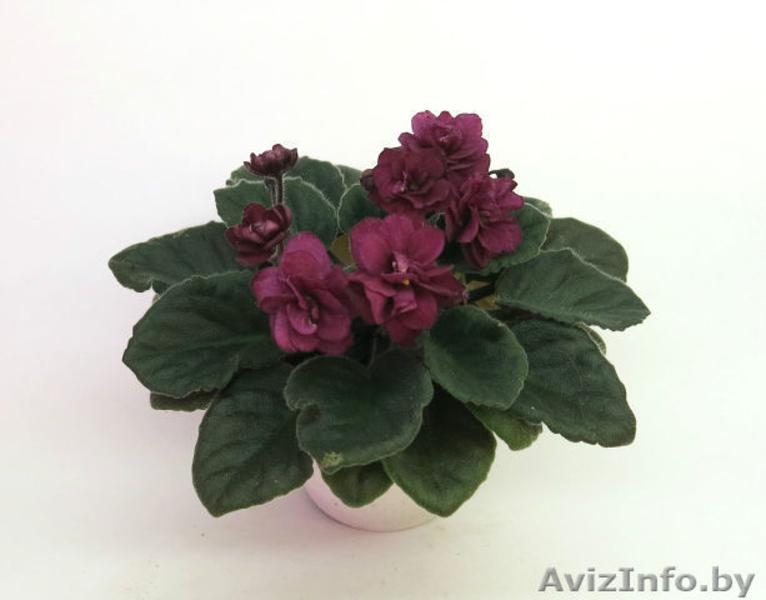 Фиалки сортовые детки - Изображение #9, Объявление #1097295