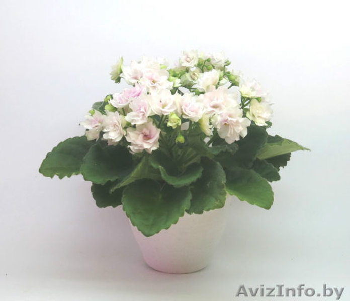 Фиалки сортовые детки - Изображение #10, Объявление #1097295