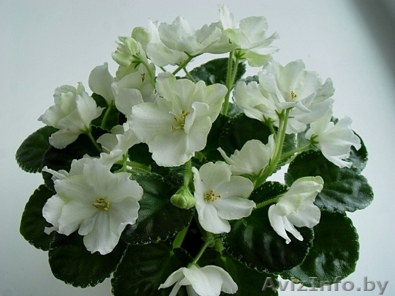 Фиалки сортовые детки - Изображение #2, Объявление #1097295