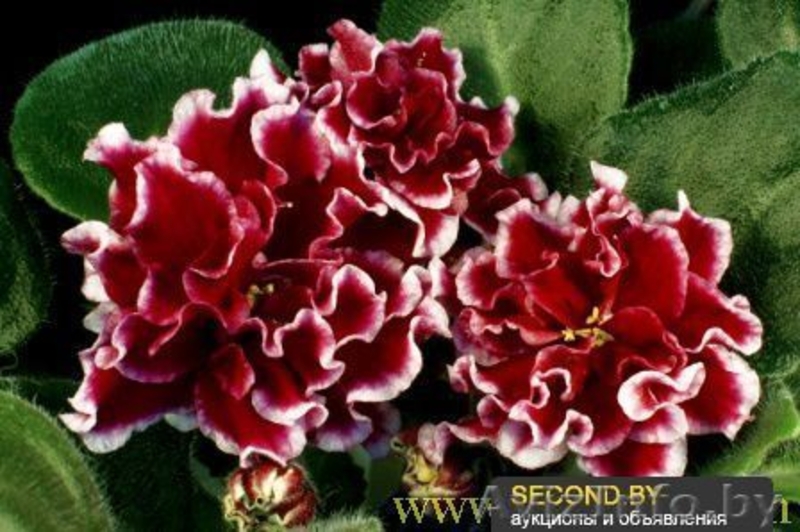 Фиалки сортовые детки - Изображение #4, Объявление #1097295