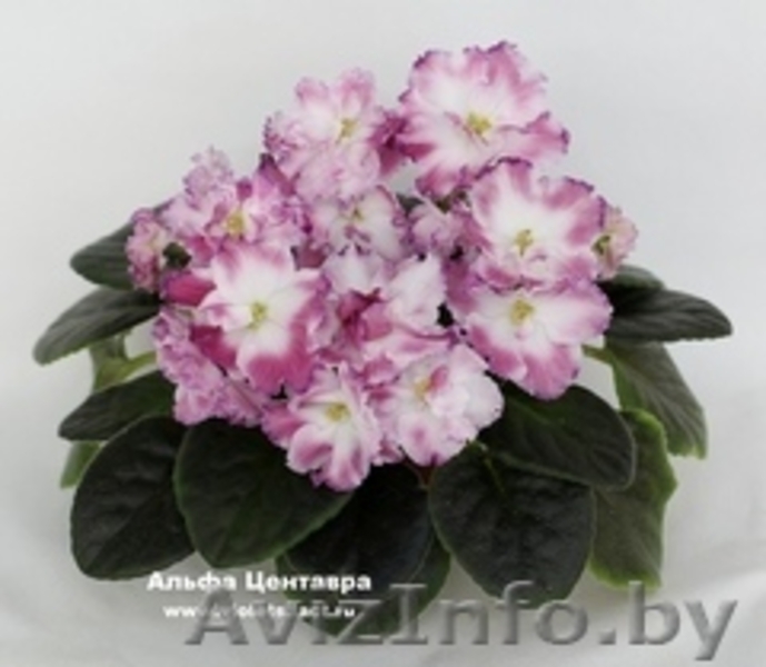 Фиалки сортовые детки - Изображение #6, Объявление #1097295