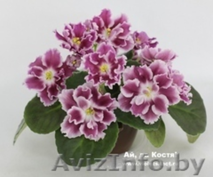 Фиалки сортовые детки - Изображение #7, Объявление #1097295