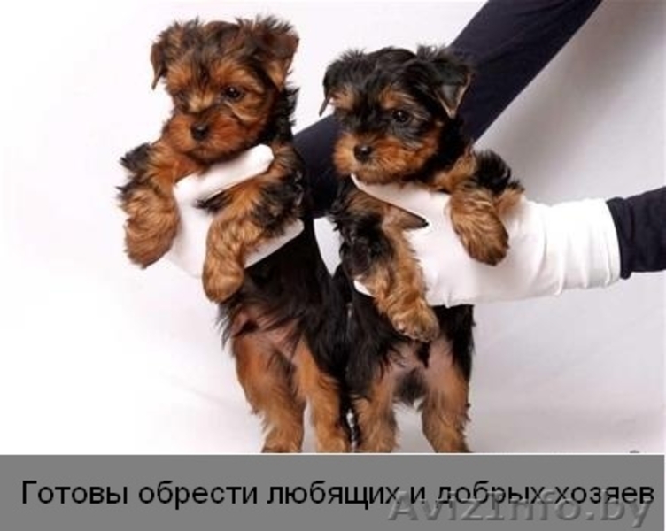 Йоркширский терьер, мальчики красавчики - Изображение #1, Объявление #1119406