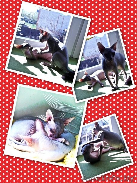 Малыши-Голыши ДОНСКИЕ СФИНКСЫ - Изображение #1, Объявление #1259428