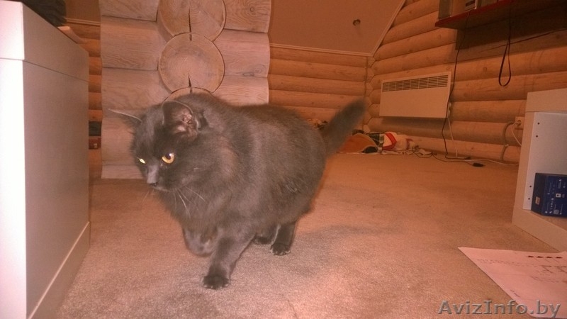 котенок породы нибелунг - Изображение #2, Объявление #1282755