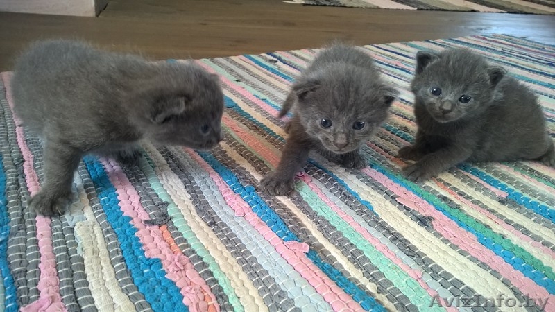 котенок породы нибелунг - Изображение #1, Объявление #1282755