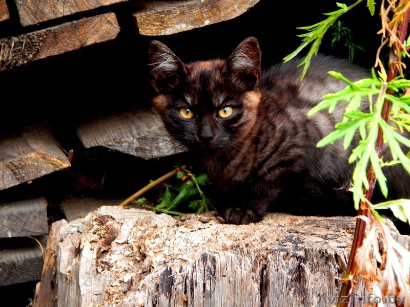 Котята ищут постоянный дом и любящих хозяев - Изображение #4, Объявление #1290122