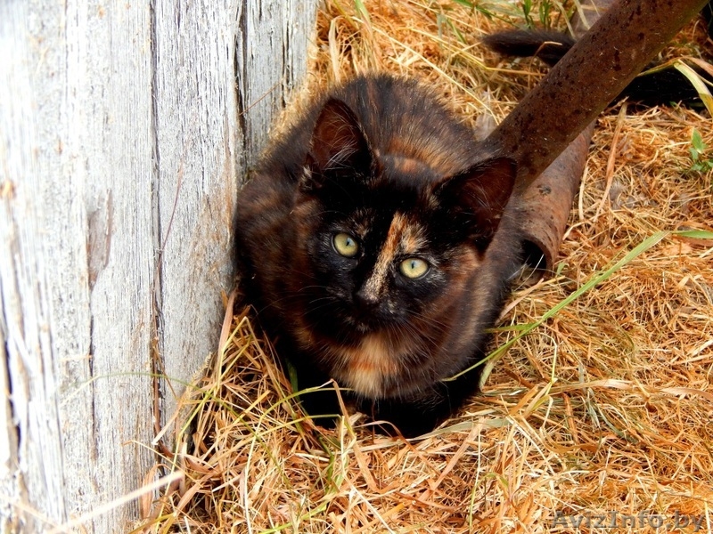 Котята ищут постоянный дом и любящих хозяев - Изображение #2, Объявление #1290122