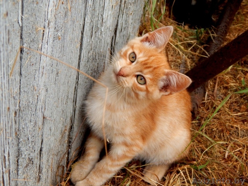 Котята ищут постоянный дом и любящих хозяев - Изображение #1, Объявление #1290122