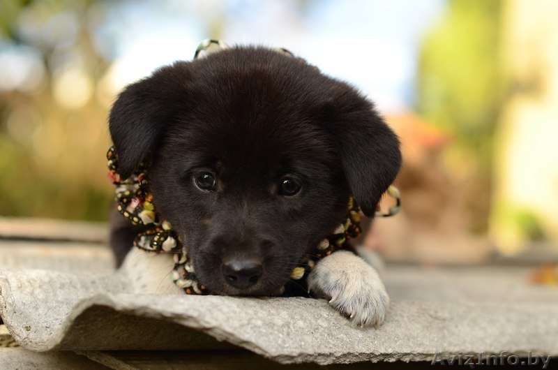 Щеночек -  пушистый комочек) - Изображение #1, Объявление #1322862