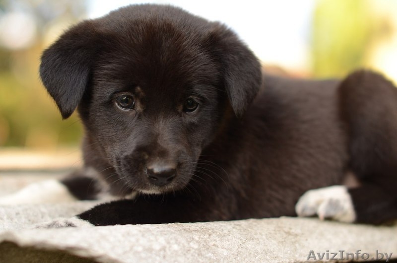 Щеночек -  пушистый комочек) - Изображение #2, Объявление #1322862