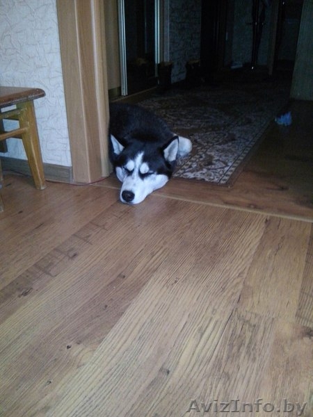 Продам Сибирский Хаски - Изображение #2, Объявление #1320801