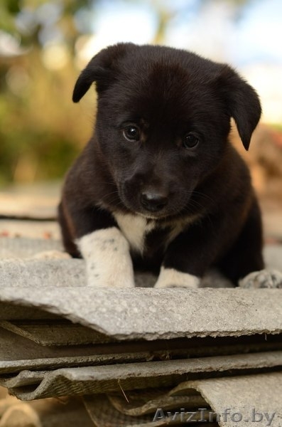 Щеночек -  пушистый комочек) - Изображение #4, Объявление #1322862