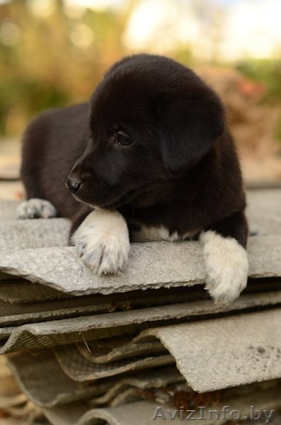 Щеночек -  пушистый комочек) - Изображение #5, Объявление #1322862