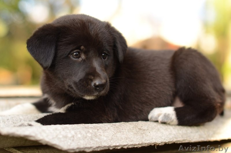 Щеночек -  пушистый комочек) - Изображение #6, Объявление #1322862