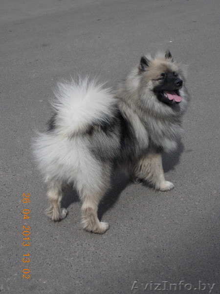 ЩЕНКИ немецкого Вольфшпица(Кеесхонд)  - Изображение #1, Объявление #1340191