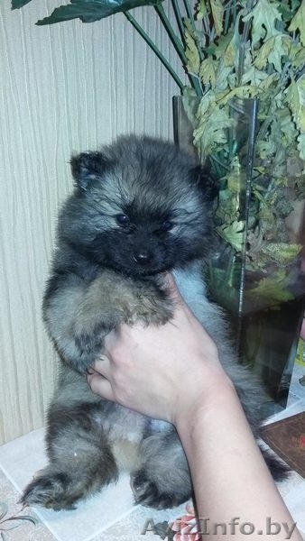 ЩЕНКИ немецкого Вольфшпица(Кеесхонд)  - Изображение #3, Объявление #1340191