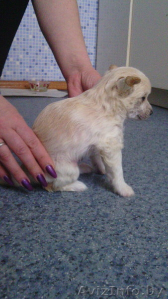 Продаются щенки китайской хохлатой собаки - Изображение #1, Объявление #1381357