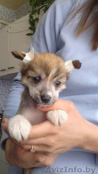 Продаются щенки китайской хохлатой собаки - Изображение #2, Объявление #1381357