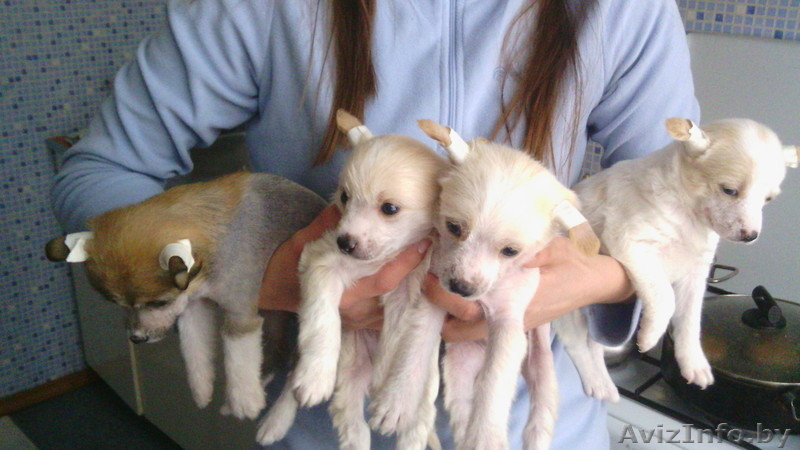 Продаются щенки китайской хохлатой собаки - Изображение #4, Объявление #1381357