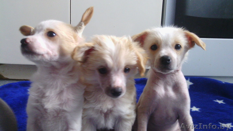 щенки в хорошие руки даром - Изображение #3, Объявление #1396237