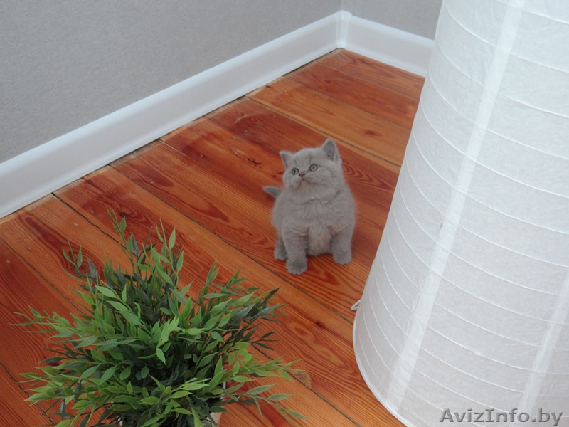 Лиловая британская девочка с родословной! - Изображение #2, Объявление #1421990