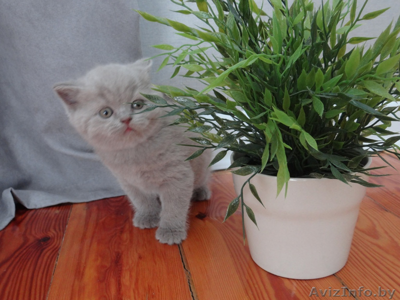 Лиловая британская девочка с родословной! - Изображение #1, Объявление #1421990