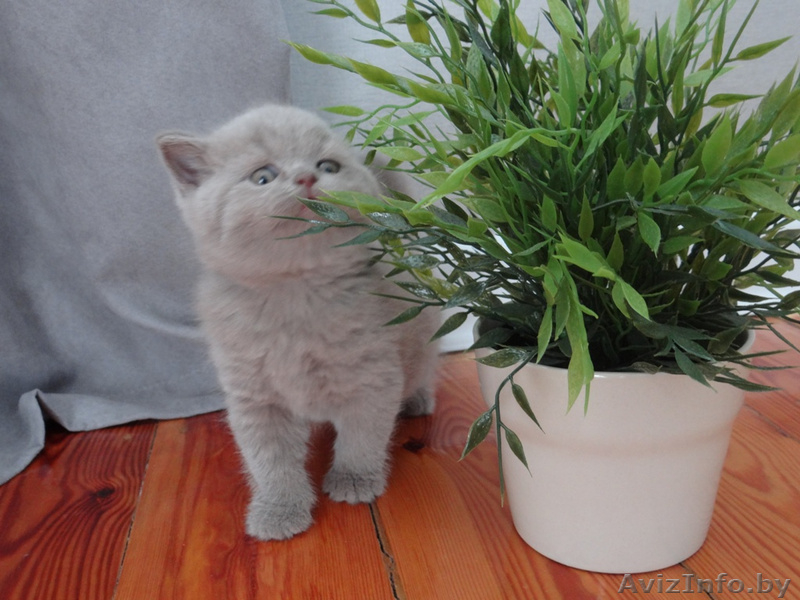 Лиловая британская девочка с родословной! - Изображение #3, Объявление #1421990