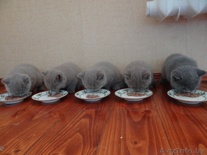 Лиловая британская девочка с родословной! - Изображение #5, Объявление #1421990