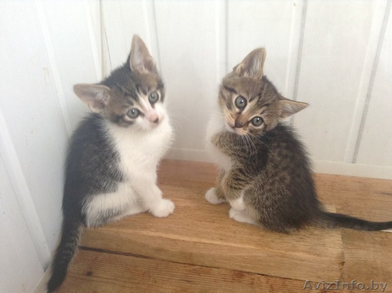 МИЛЫЕ КОТЯТА ИЩУТ СЕБЕ ДОБРОГО ОТЗЫВЧИВОГО ХОЗЯИНА  - Изображение #2, Объявление #1442721